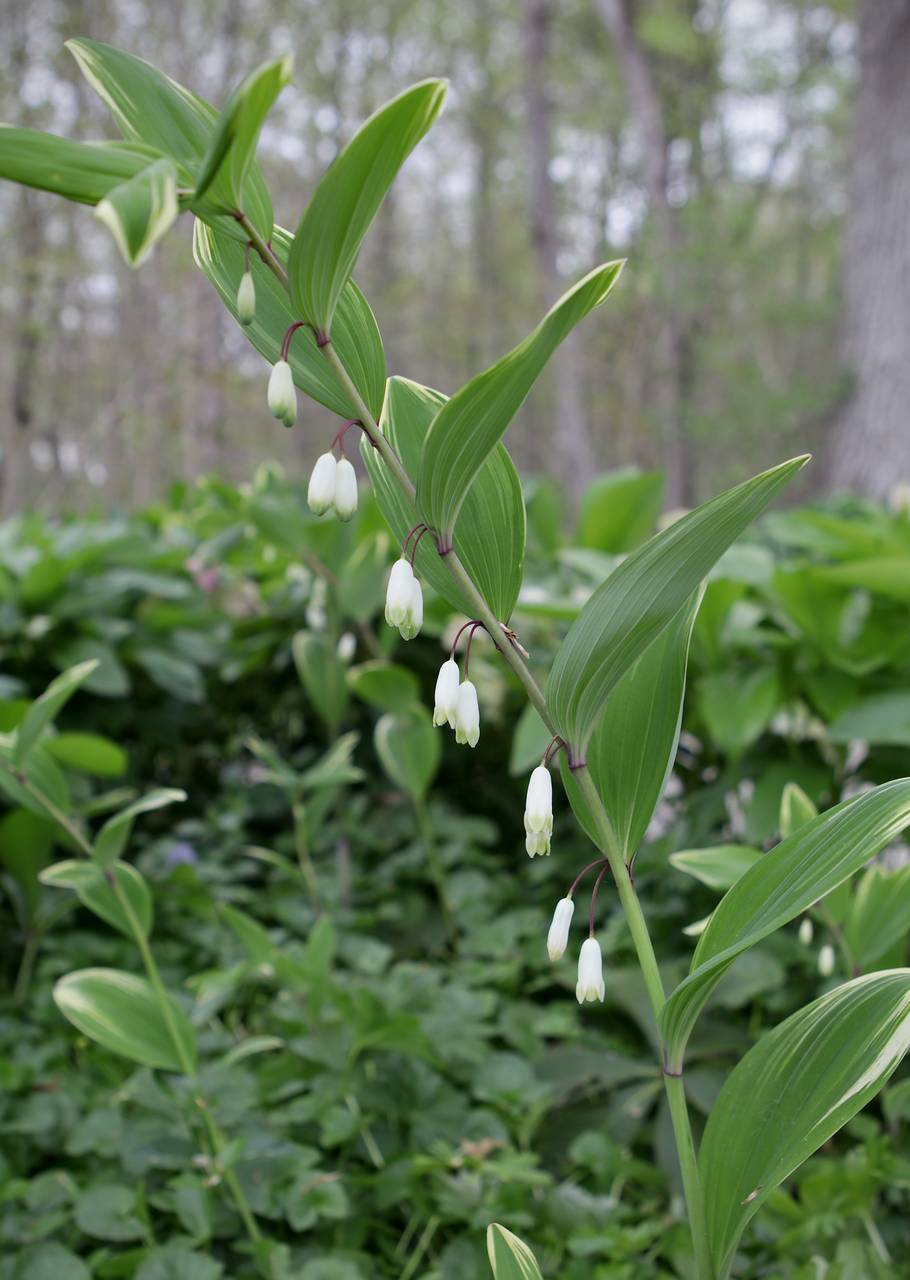 Photo of Variegated Solomon's Seal